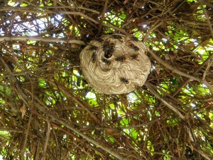 Nid très dangereux sous tonnelle de chèvrefeuille à 2 mètres.